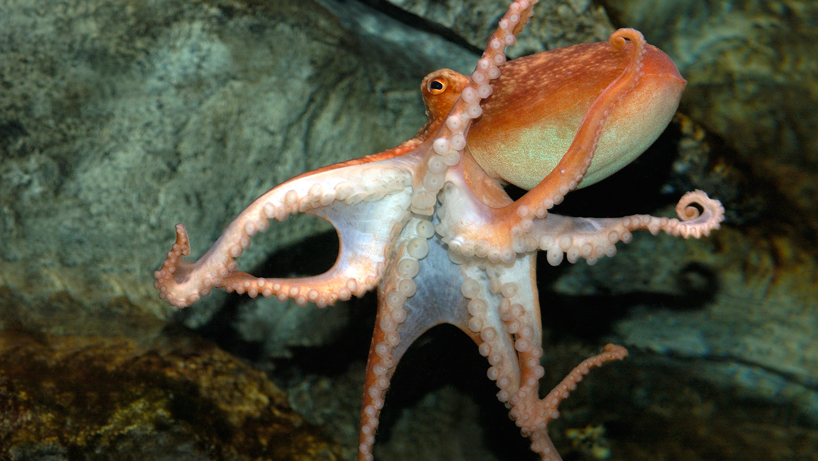 Octopus 3 Herzen