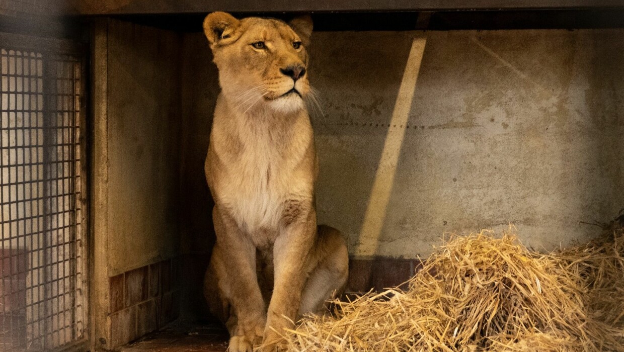 Serengeti-Park gerettete Löwen Slowakei 03