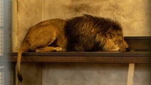 Serengeti-Park gerettete Löwen Slowakei 04