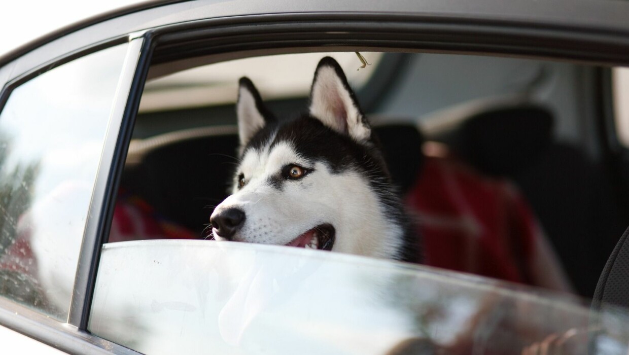 Freizeitpark mit Hund - Hund im Auto