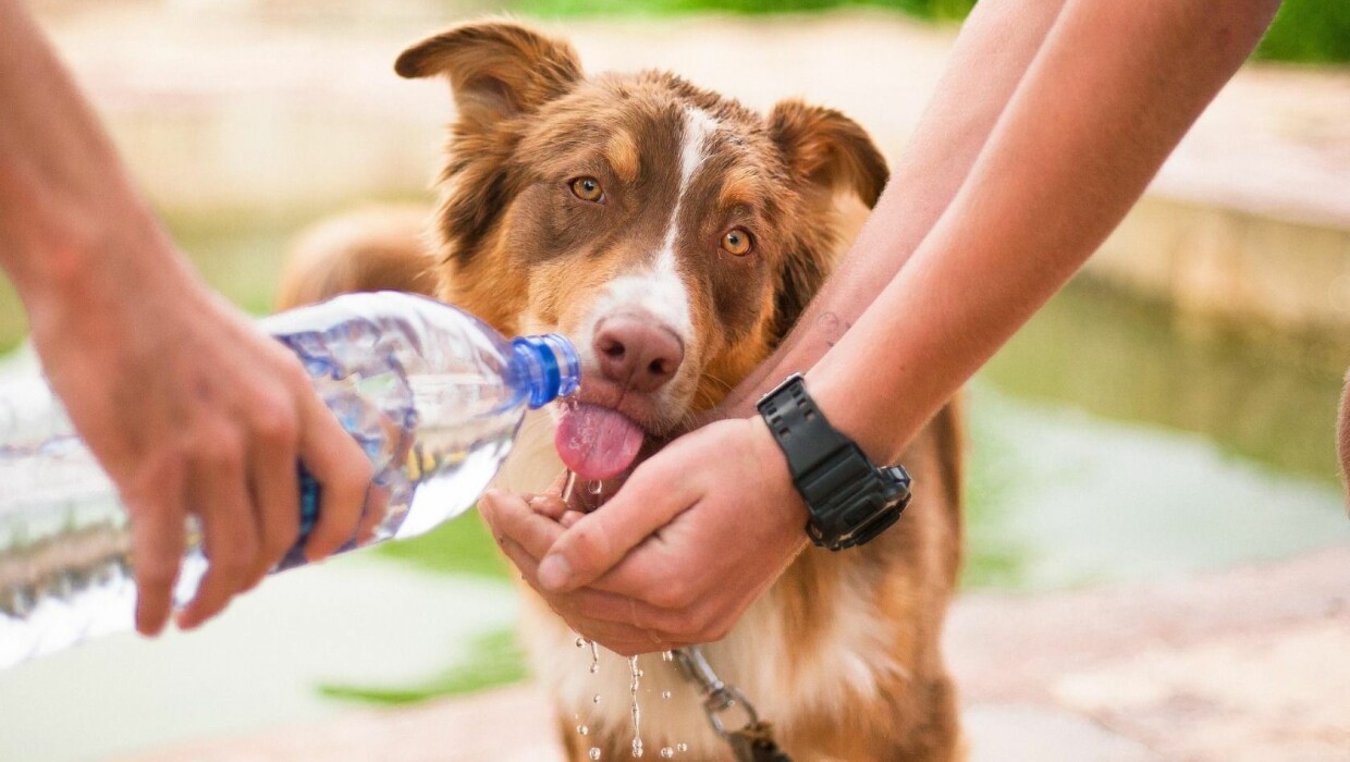Freizeitpark mit Hund - Wasser trinken