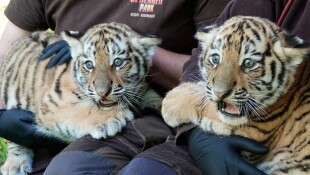 Baby Sibirischer Tiger Serengeti-Park 02