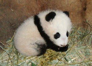Pandababy