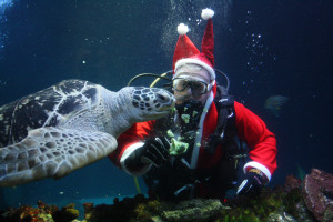 Weihnachtsmann Unterwasser im SEA LIFE Oberhausen