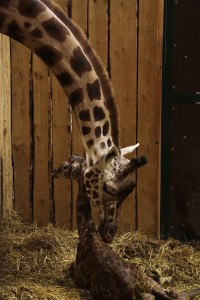 Giraffenmutter mit Baby in der Zoom Erlebniswelt