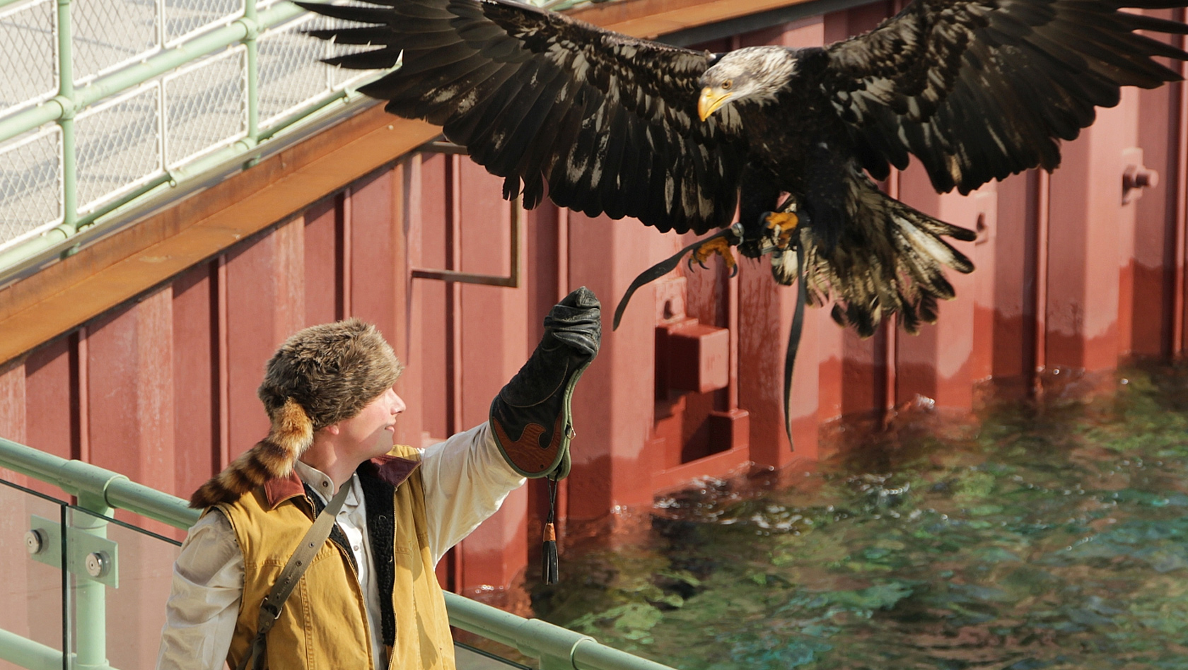 Adler in der Robbenshow des Erlebnis-Zoo Hannover