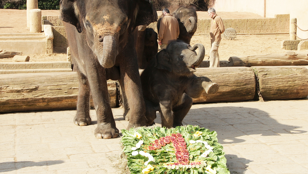 Elefant Yumi - Geburtstag im Erlebnis-Zoo Hannover