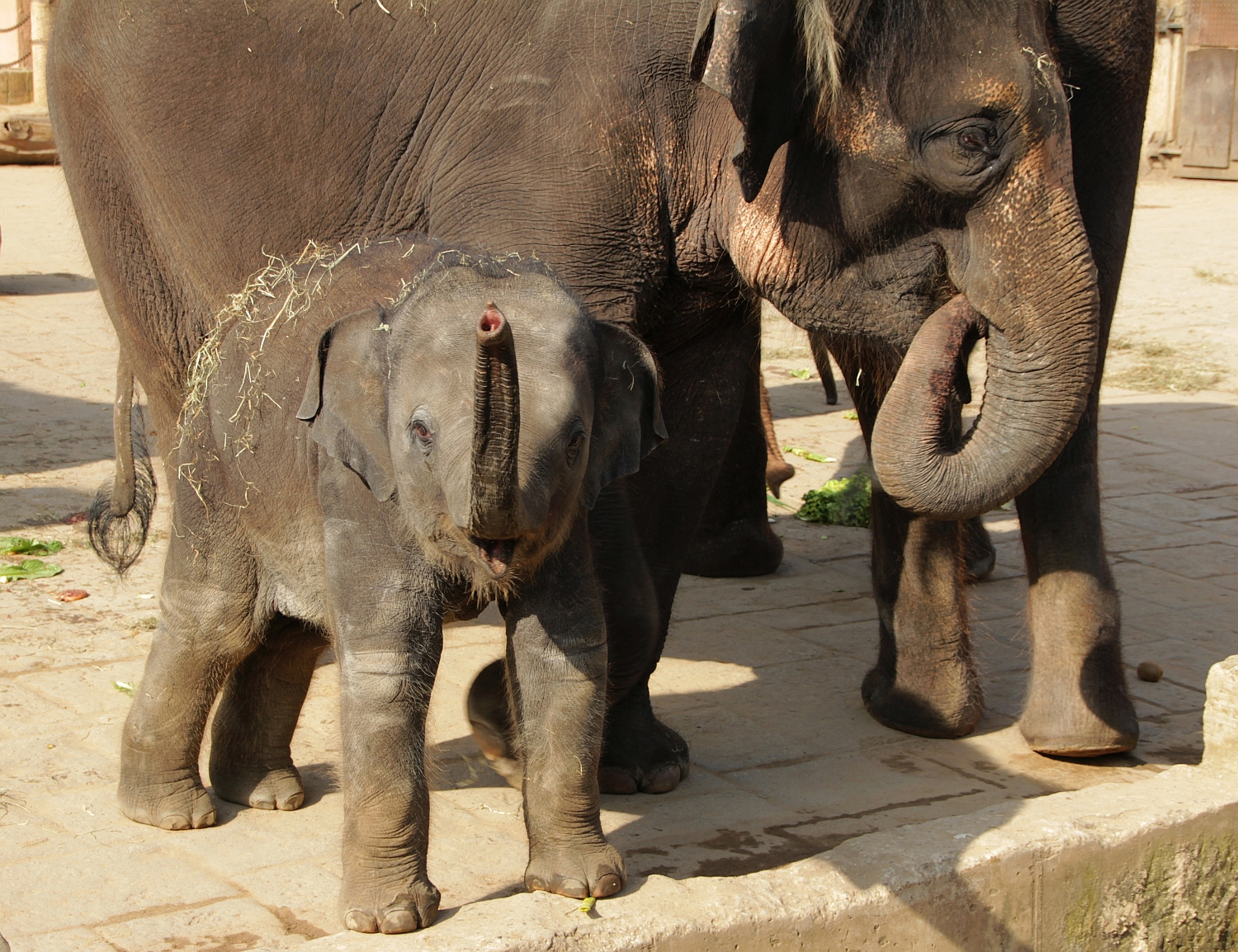 Erlebnis-Zoo Hannover - Elefanten Yumi und Califia
