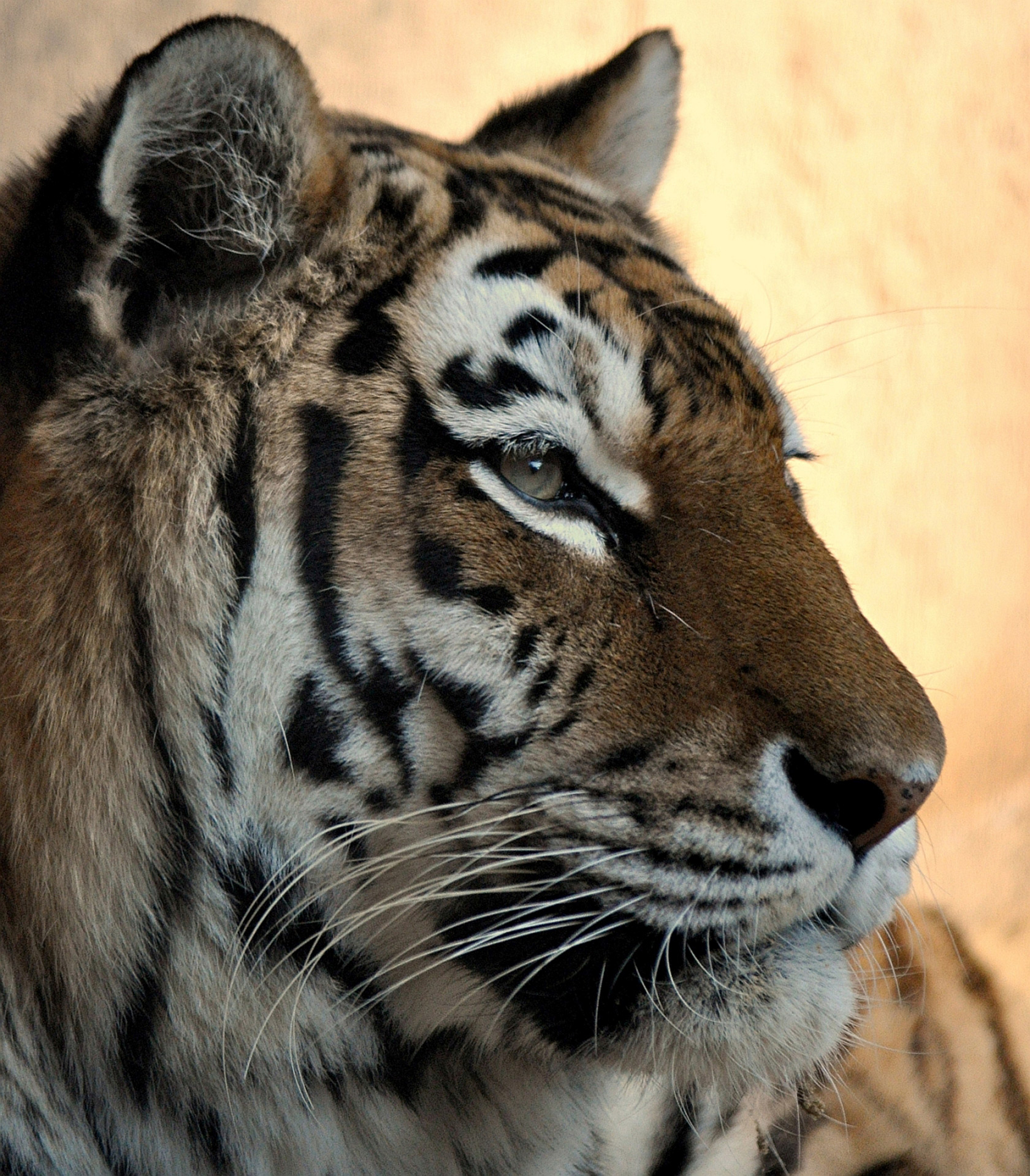 Tiger Kolja im Erlebnis-Zoo Hannover
