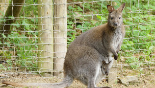 Känguru-Baby im Eifelpark Gondorf