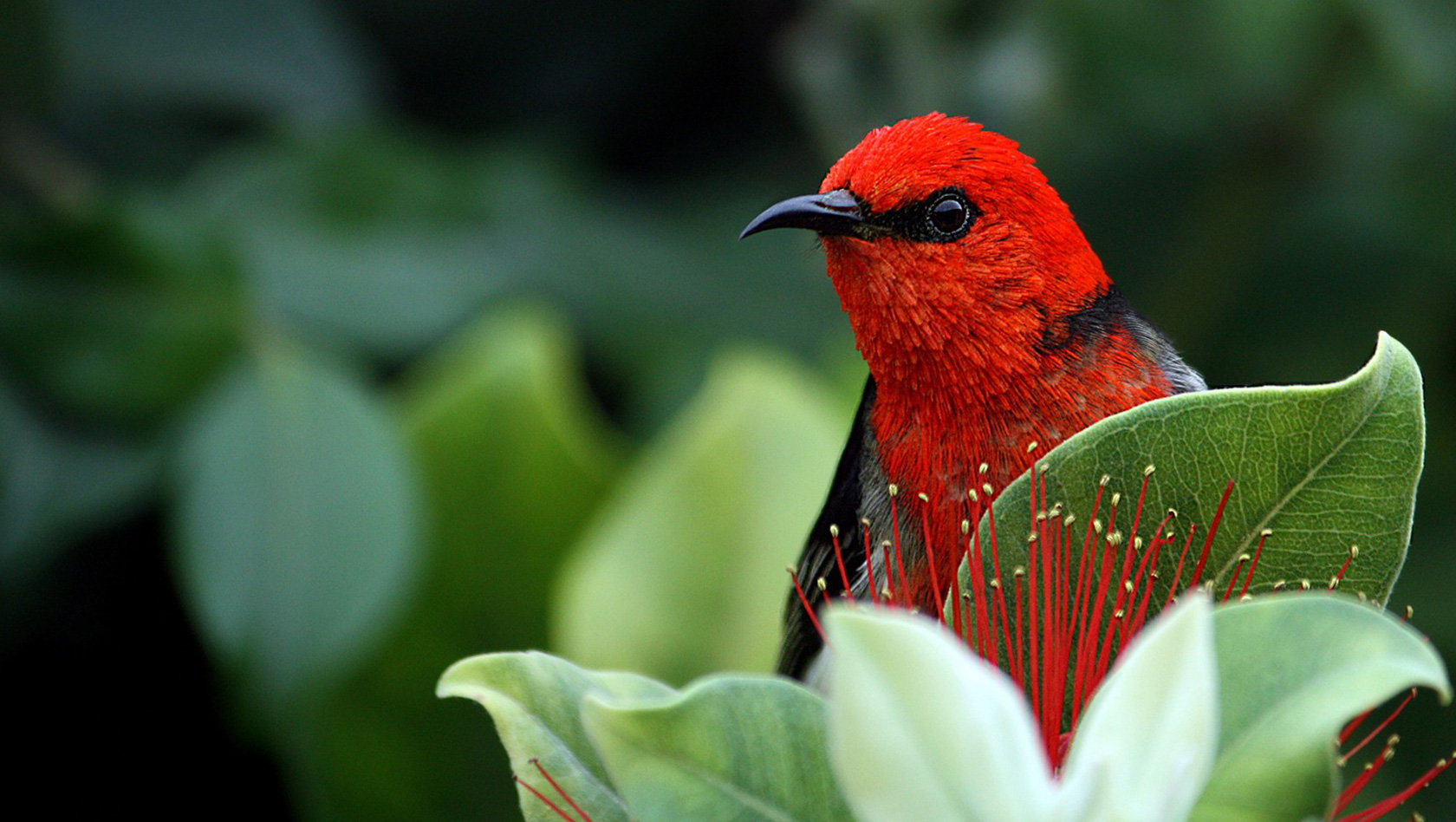 Vogel Scarlet Honigfresser