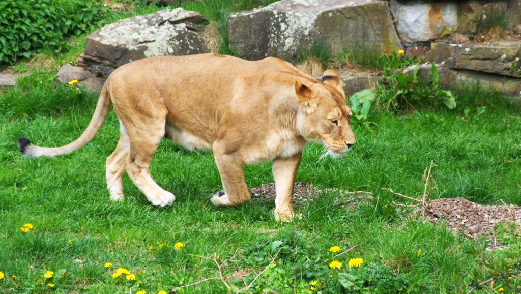 Löwe von Sohn getötet im Zoo Dortmund