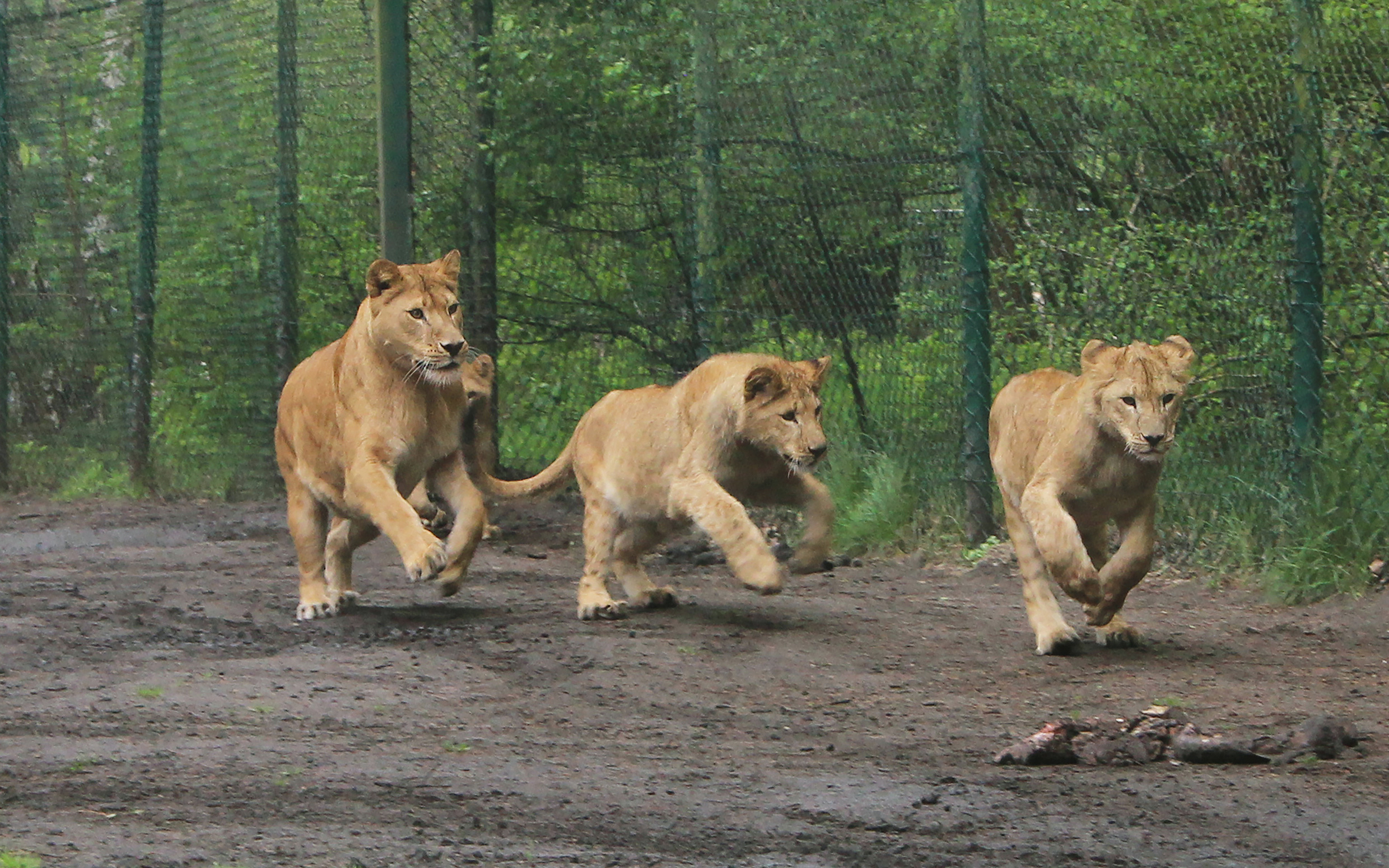 Löwenkinder Serengeti Park 2015
