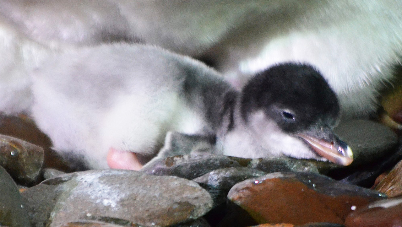Pinguin Baby SEA LIFE Konstanz