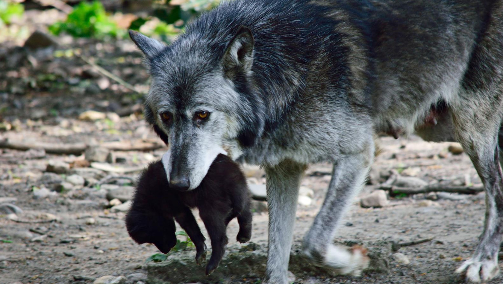 Wolfsbaby Zoom Erlebnsiwelt 2015