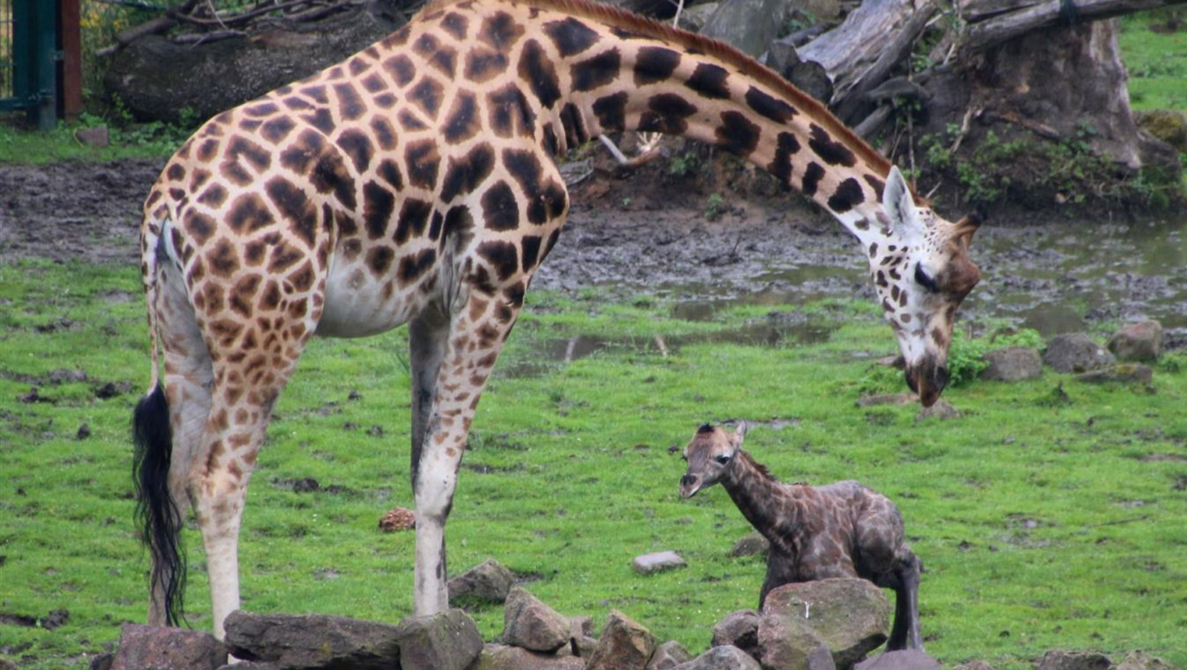 Giraffenbaby in der ZOOM Erlebniswelt im Juli 2015