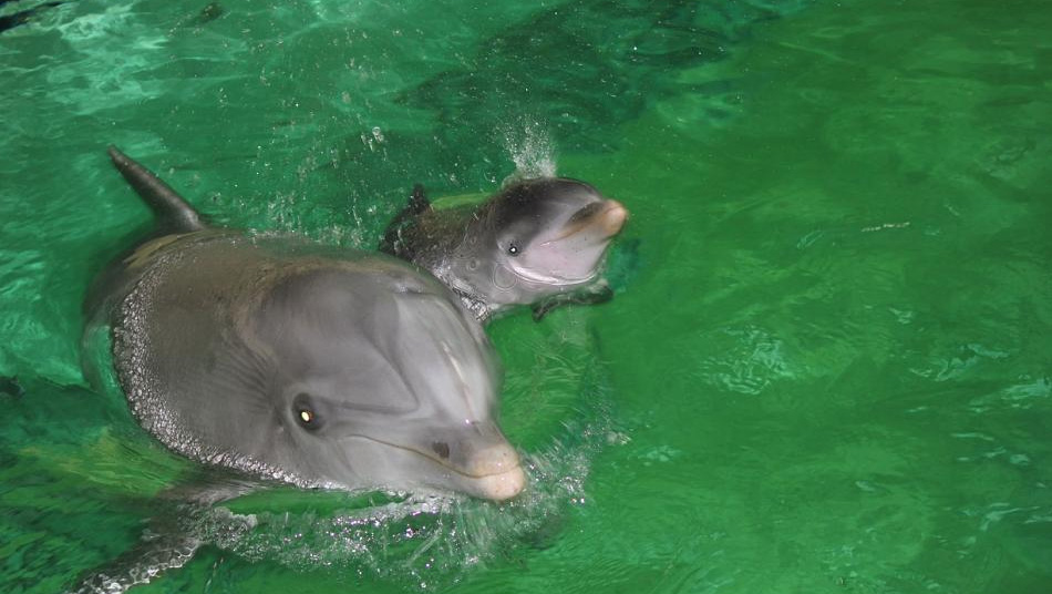 Delfin-Baby im Zoo Duisburg - Tod 2015