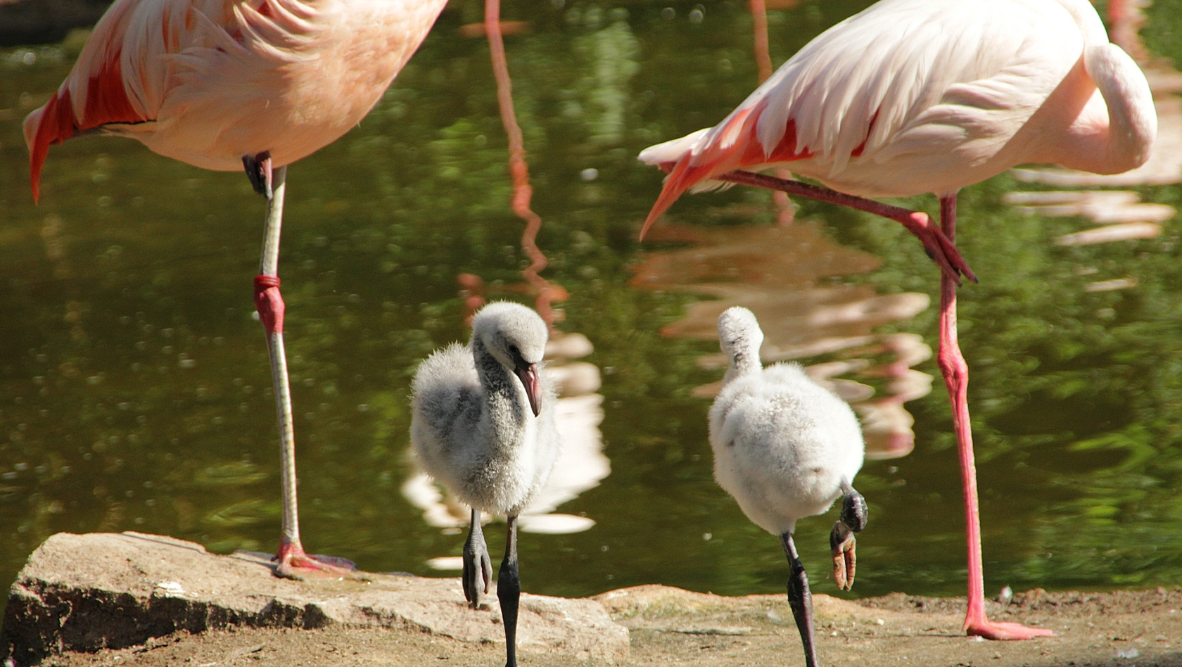 Flamingo-Babys im Erlebnis-Zoo Hannover 2015