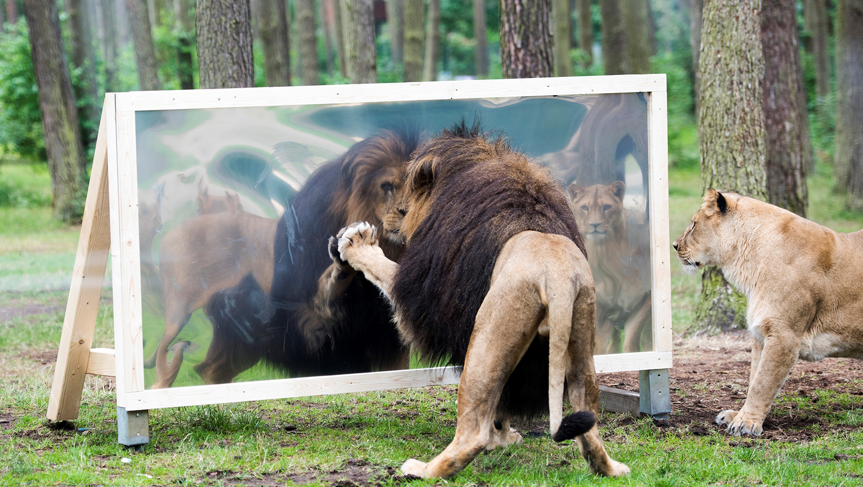 Tiere sehen ihr Spiegelbild: Löwe im Serengeti-Park
