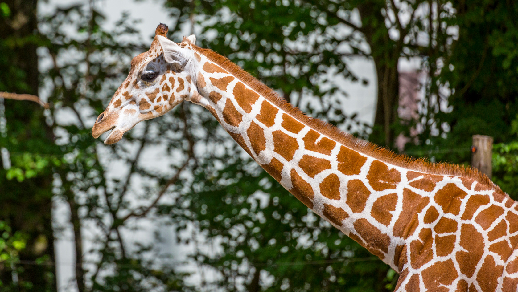 Neue Giraffe in Hellabrunn - Taziyah
