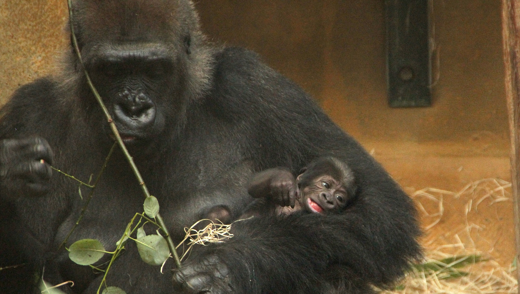 Gorilla-Baby im Zoo Hannover 2015