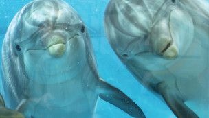 Delfine in Särkänniemi