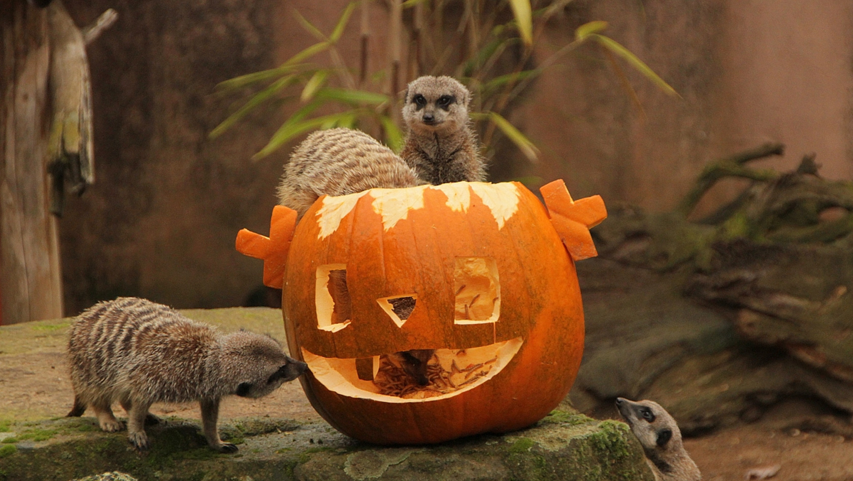 Erlebnis-Zoo Hannover Halloween 2015