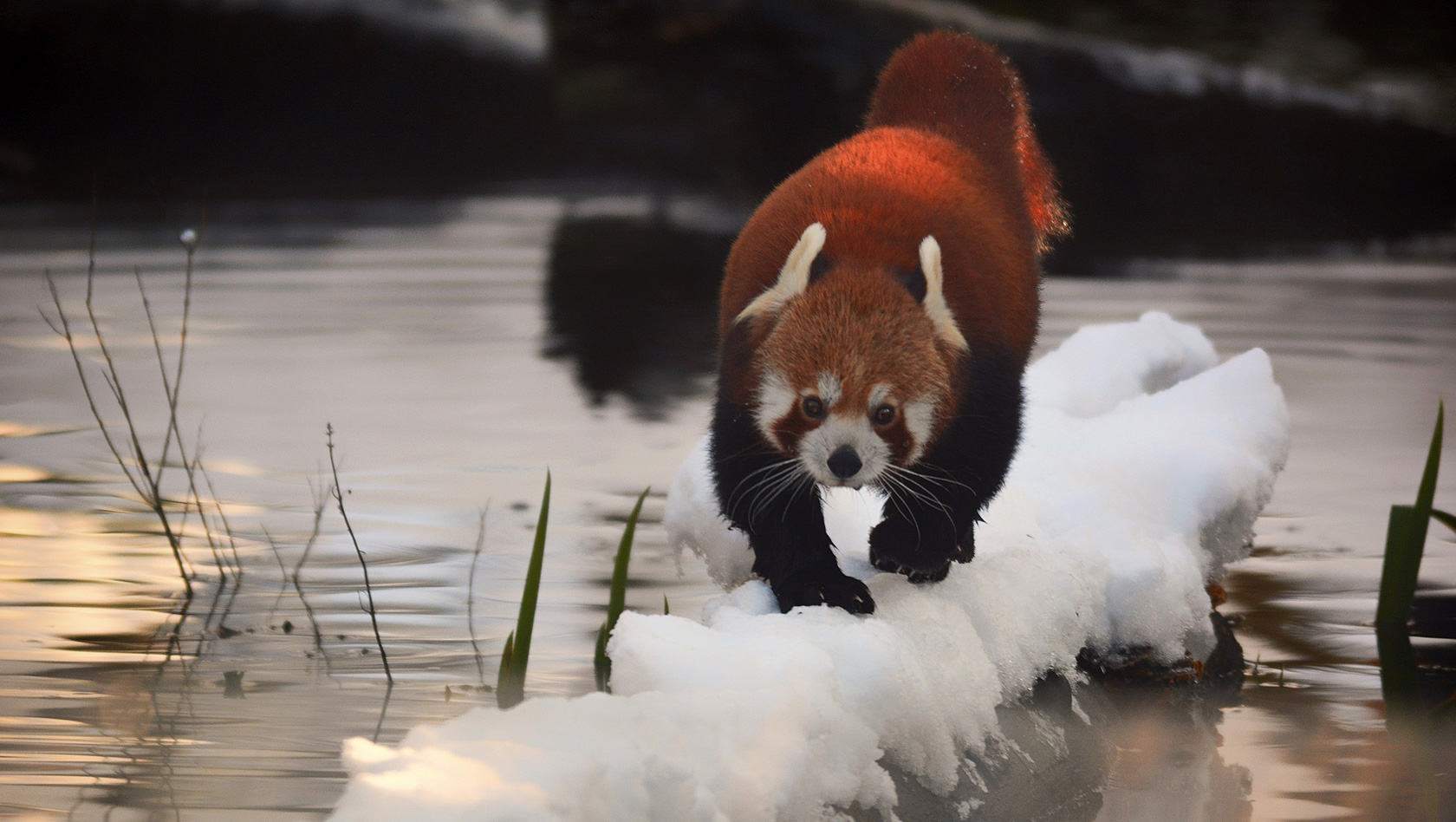 Kleiner Panda im Schnee im Tierpark Hellabrunn
