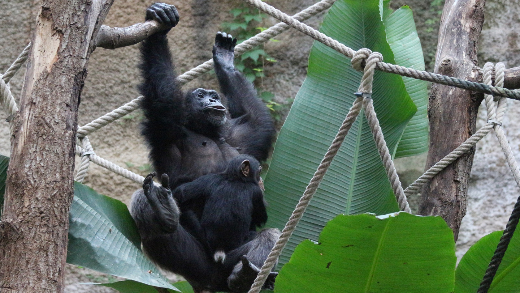 Schimpanse im Zoo Osnabrück im Winterquartier 2015
