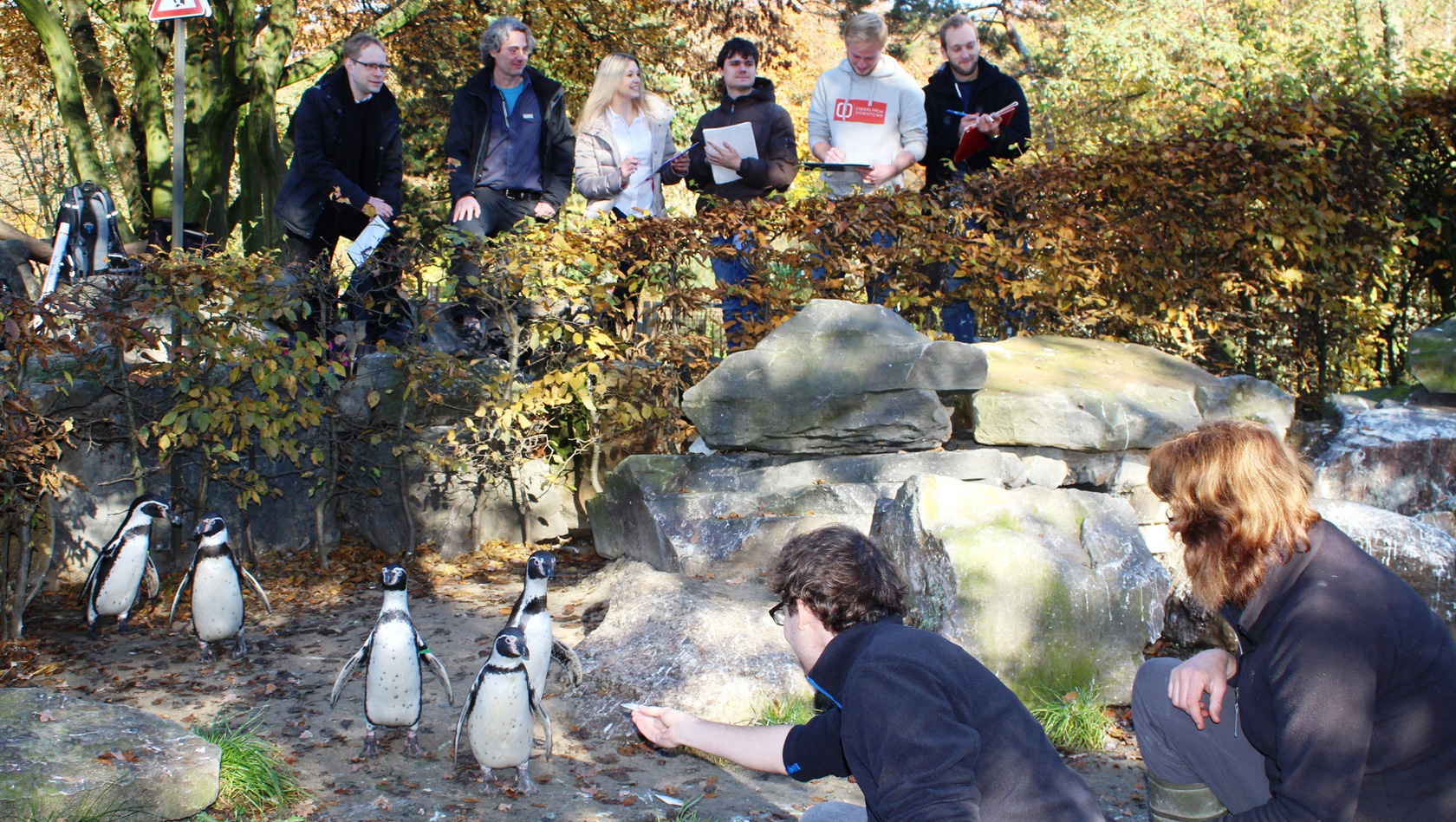 Single-Pinguine im Zoo Osnabrück