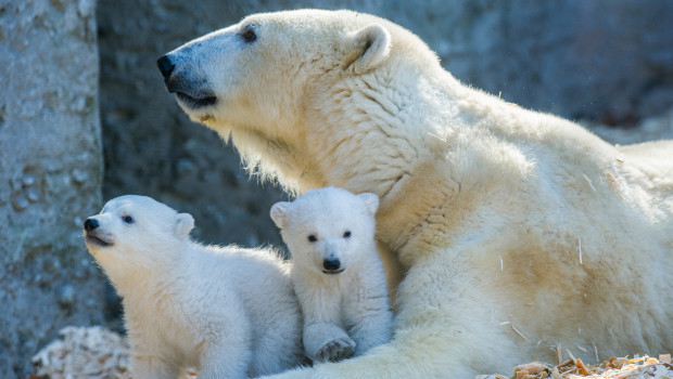 Nela und Nobby - Eisbären im Tierpark Hellabrunn
