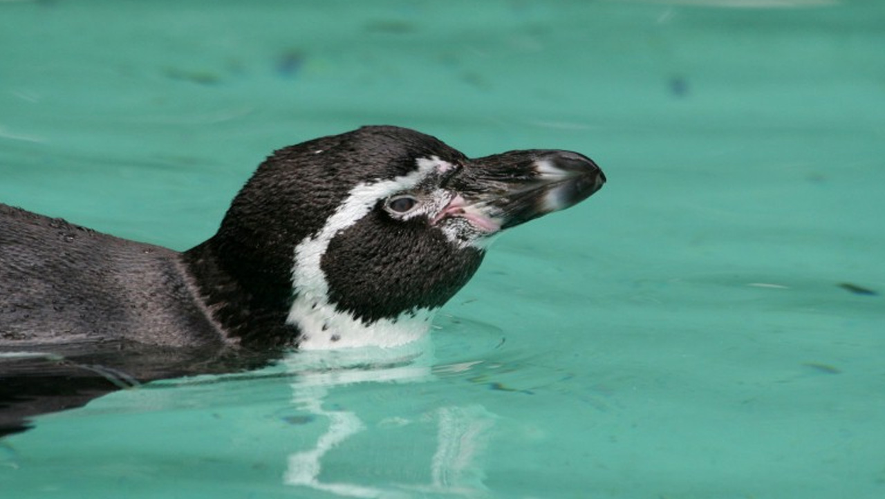 Pinguin im Zoo Dortmund