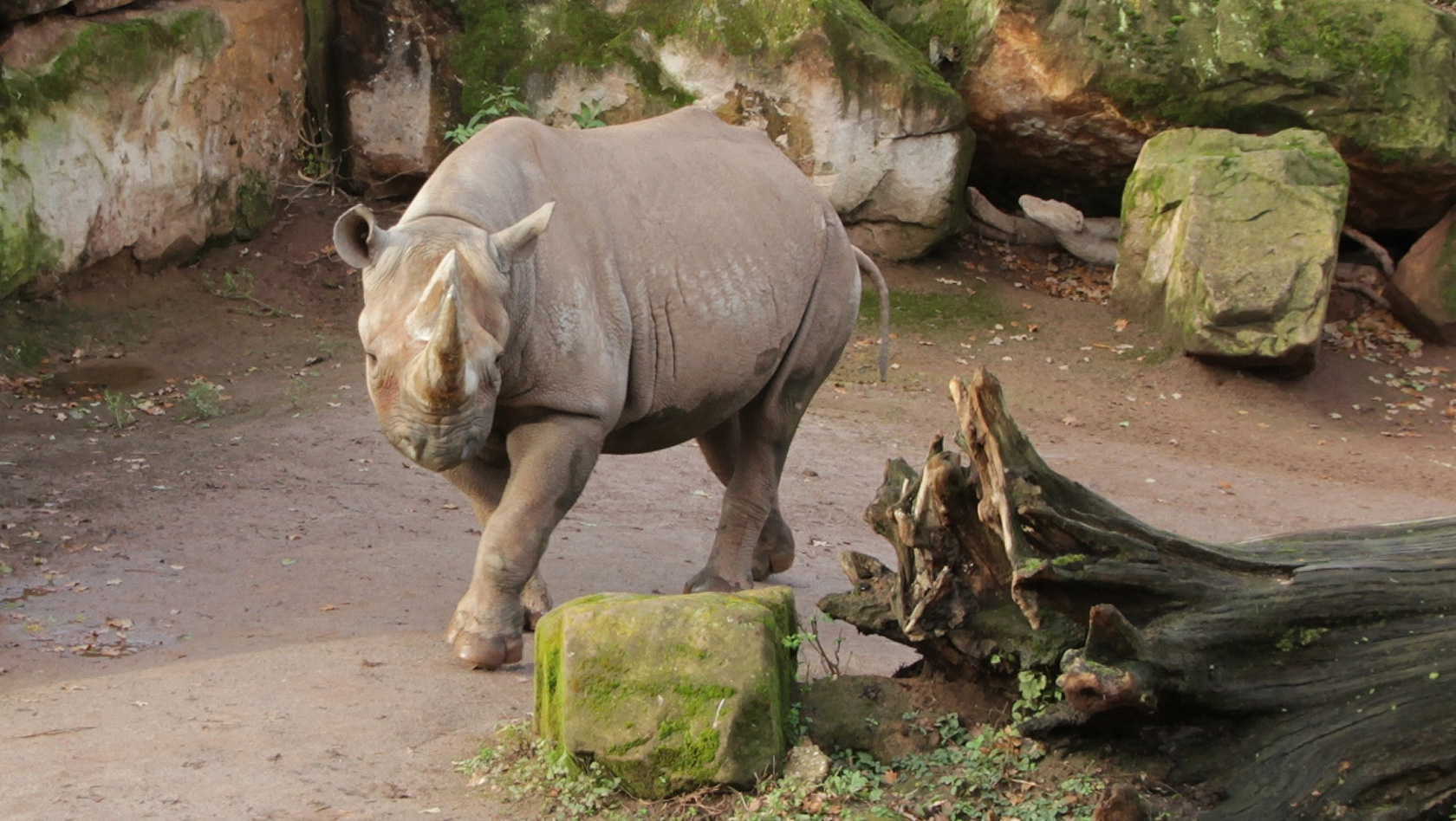 Saba Nashorn im Erlebnis-Zoo Hannover