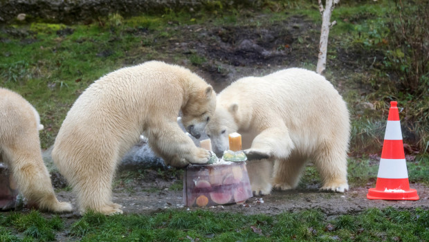 Eisbären im Tierpark Hellabrunn - Geburtstag 2015