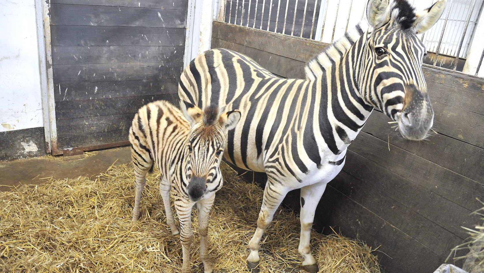 Zebra-Baby Shari im Zoo Rostock