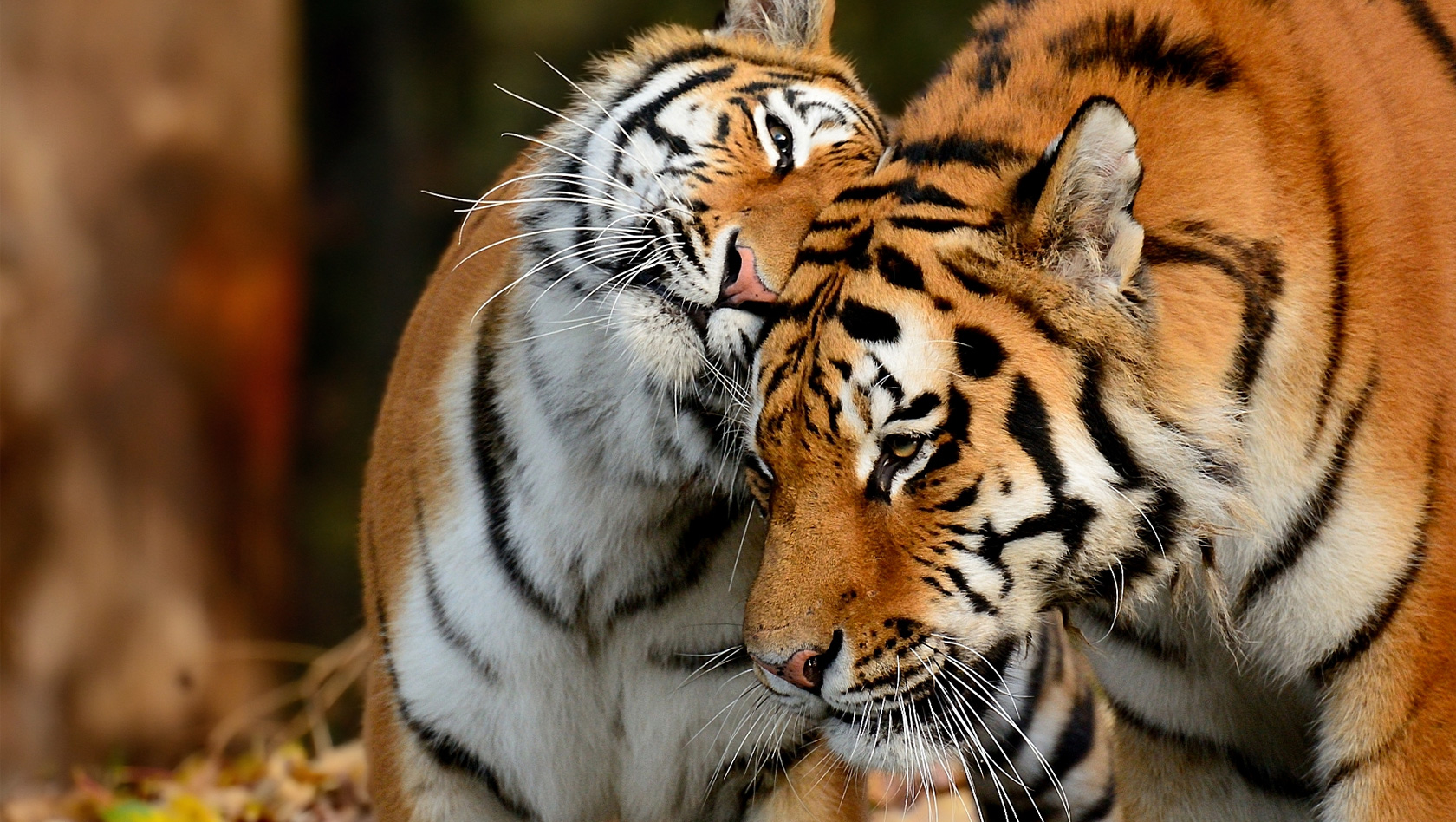 Sibirische Tiger - Paar im Münchner Tierpark Hellabrunn