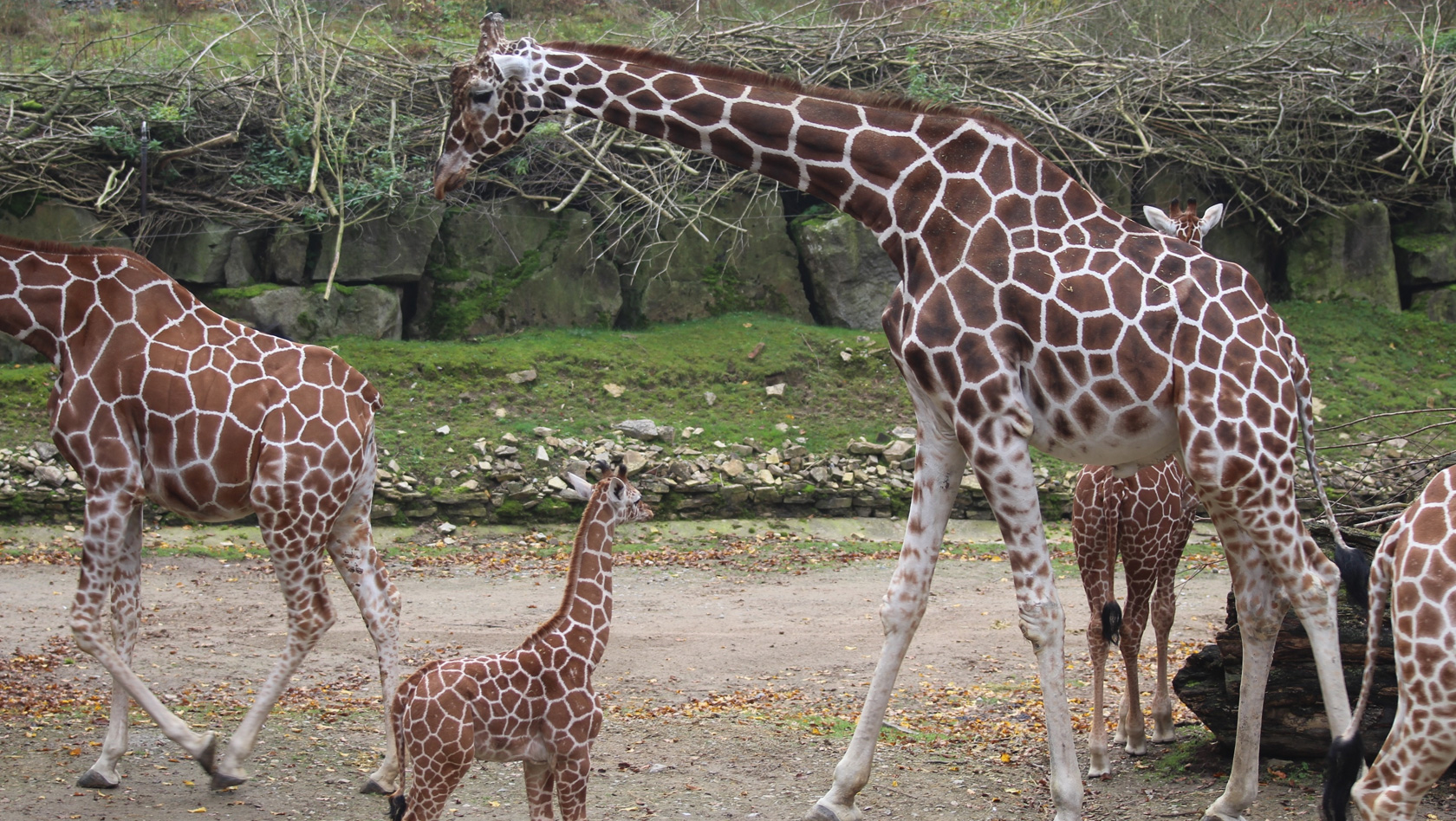 Giraffenherde im Zoo Osnabrück