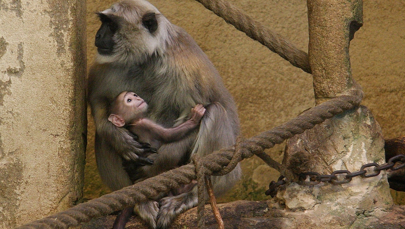 Hulman-Langufren-Baby im Erlebnis-Zoo Hannover