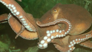 Octopus im Sea Life Konstanz