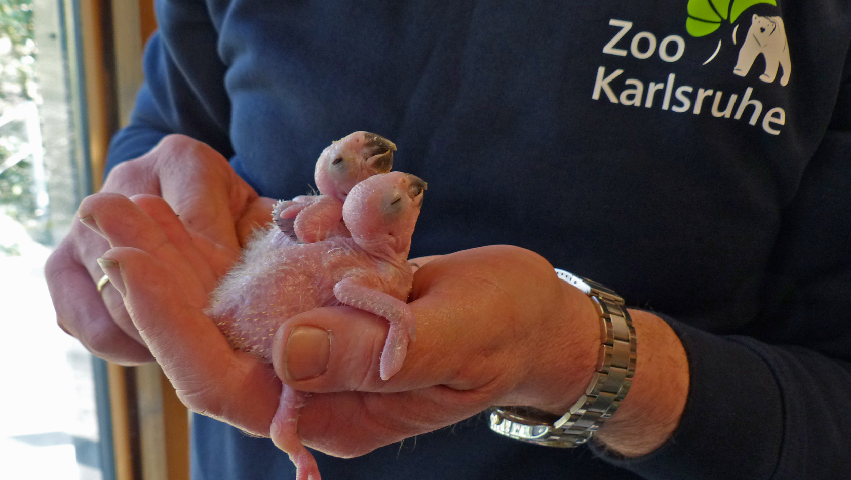 Sonnensittich-Babys im Zoo Karlsruhe 2016