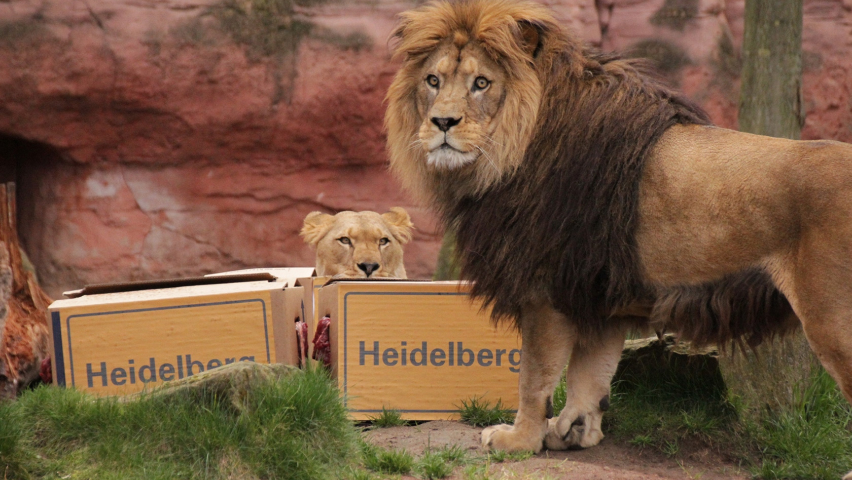 Berber-Löwen aus Hannover Umzug nach Heidelberg