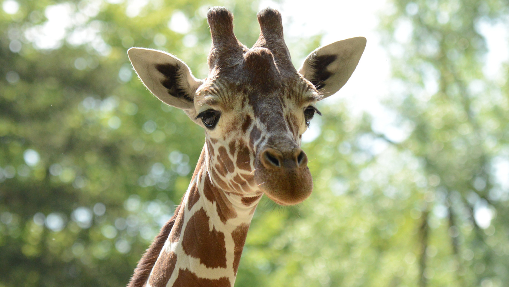 Giraffe Naledi im Tierpark Hellabrunn
