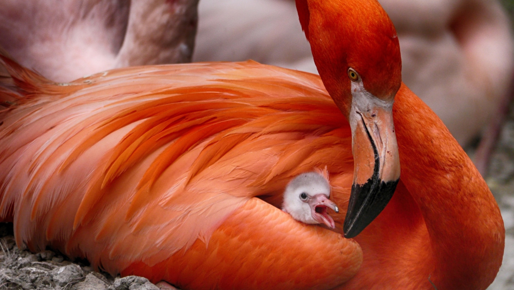 Flamingo-Baby im Tierpark Hellabrunn 2016