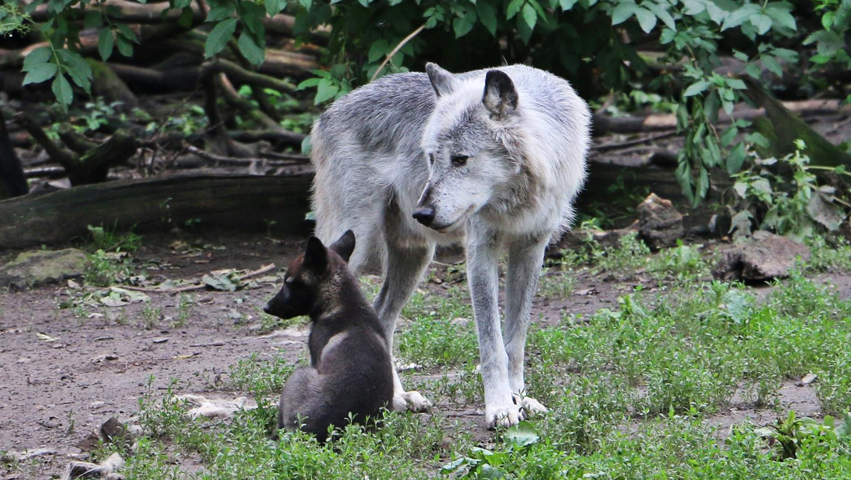 Baby-Wolf in der ZOOM Erlebniswelt im Juni 2016