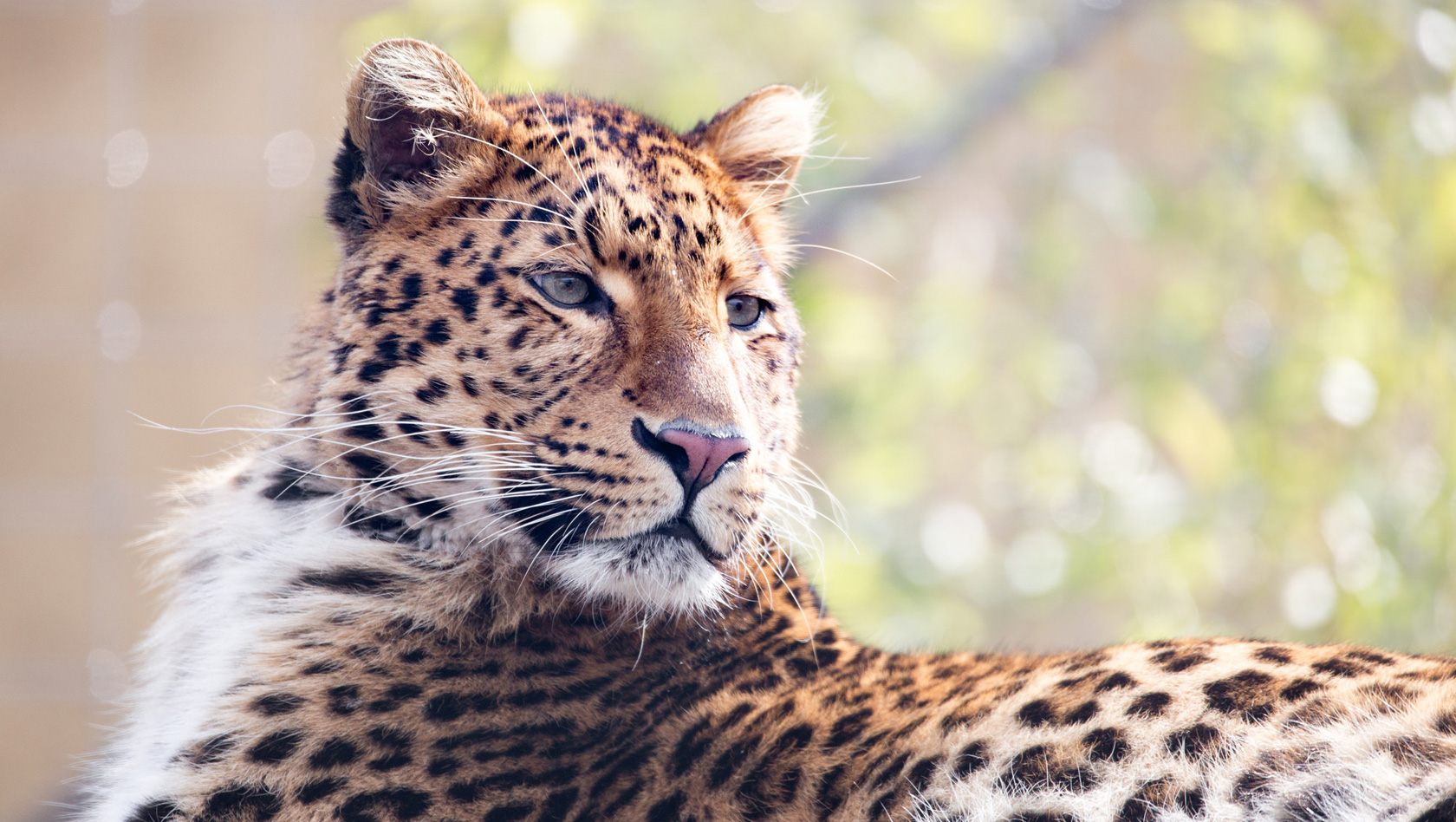 Chinesischer Leopard im Tierpark Hellabrunn