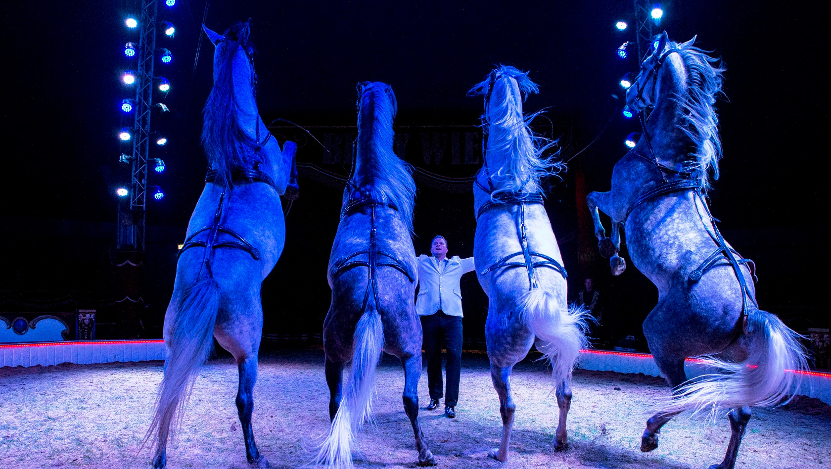 Circus Belly Wien - Pferdedressur