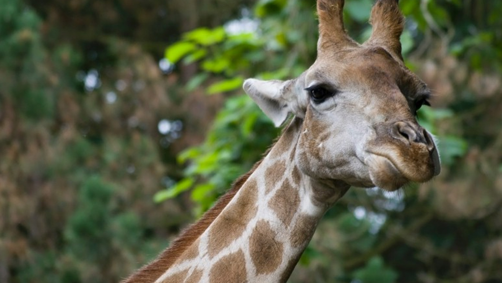 Giraffe im Zoo Dortmund