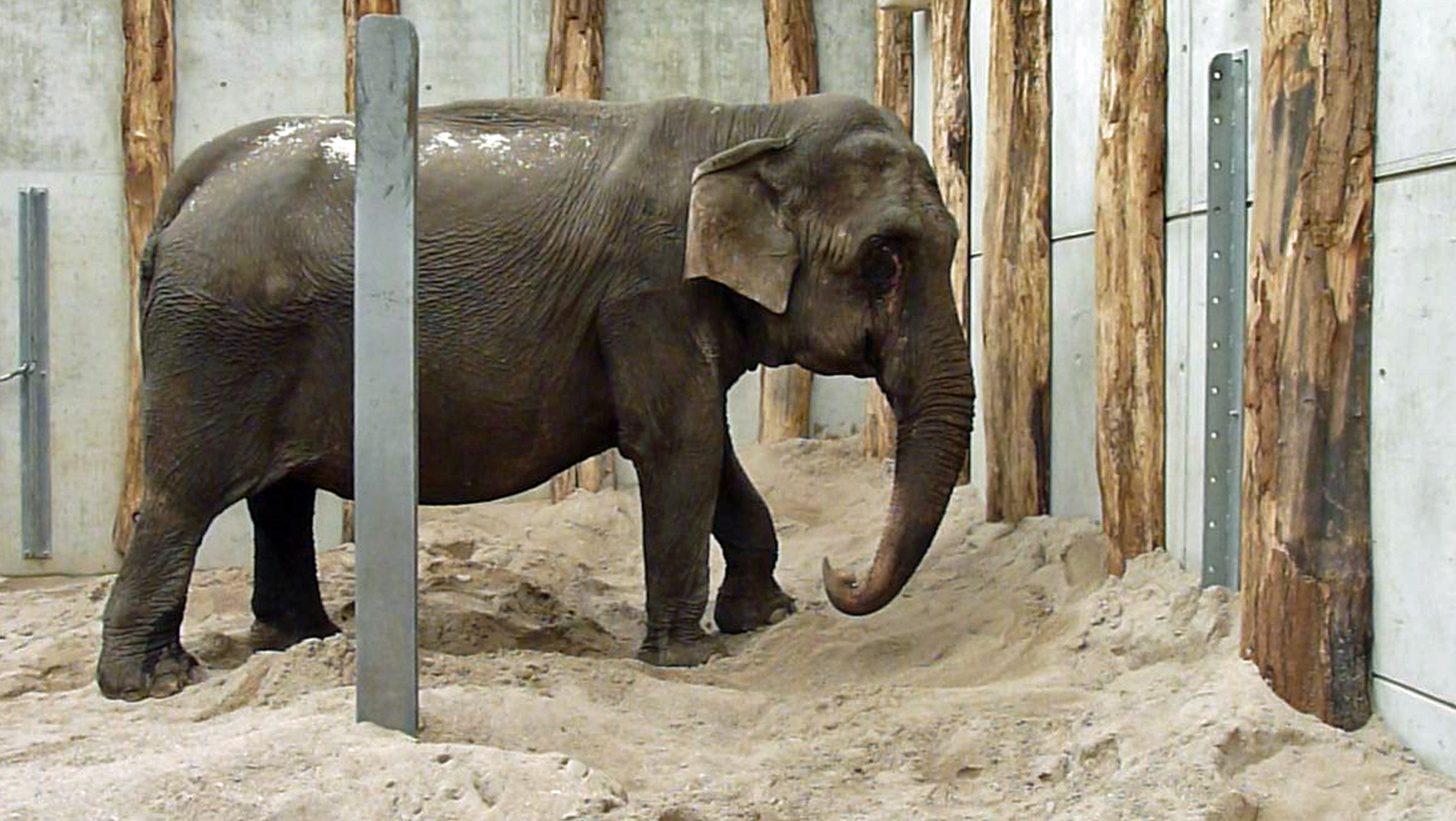 Nanda Zirkus-Elefant im Zoo Karlsruhe