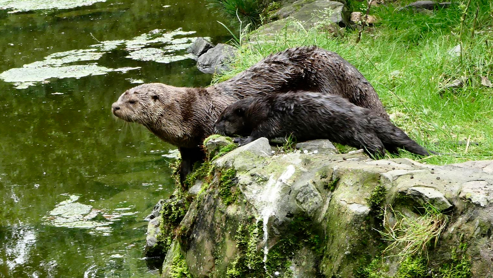 Otter-Baby in der ZOOM Erlebniswelt 2016