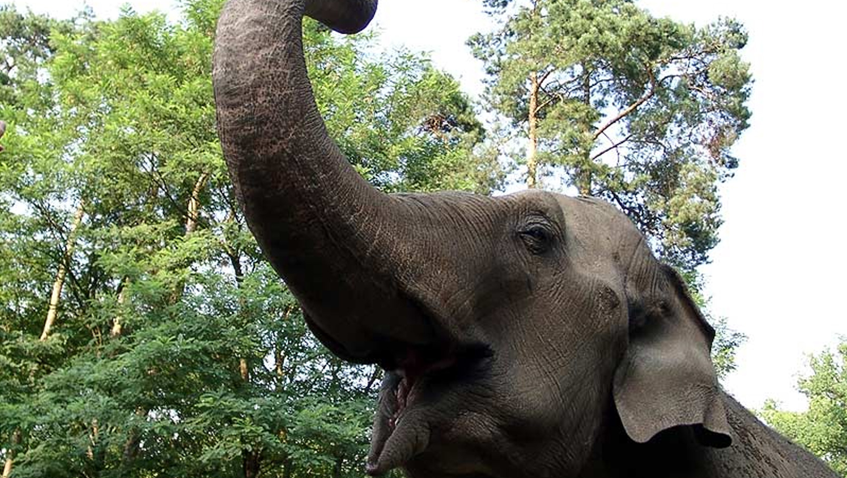 Tierpark Cottbus Elefant